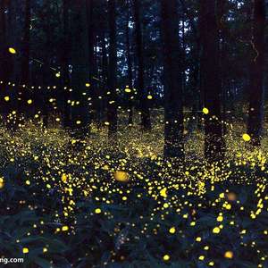 --虫儿飞（AeyE Remix）