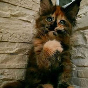 Cigarettes (sped up)