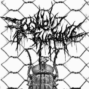 Maggot