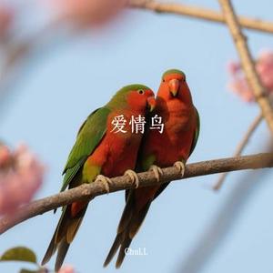 爱情鸟 (Cover 不存在的电台)