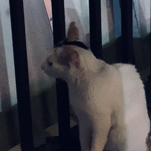 一个像夏天一个像秋天.wav