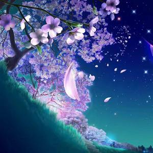 不凋零的花 伴奏