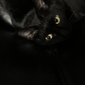 黑猫BLACKCAT