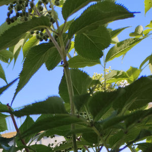 我是一个狠不下心的人