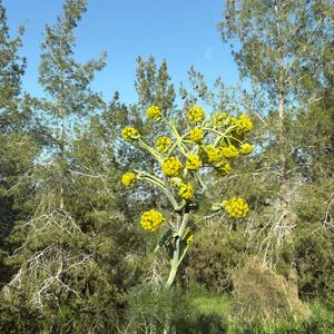 ראובן חזן תכנית בלי גבולות