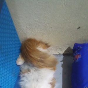 Sakit sekali (Acoustic)