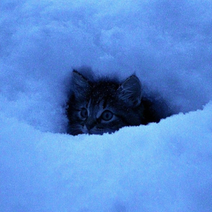 cold kitten