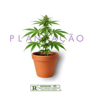Plantação