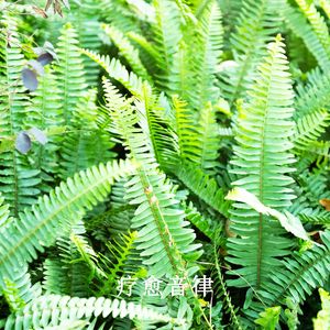 纯净旋律的心灵静谧