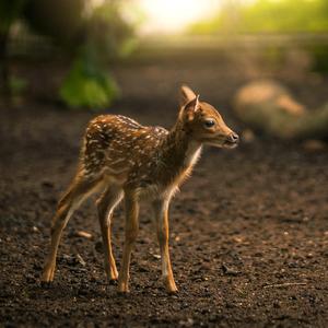 林深时见鹿(Demo）