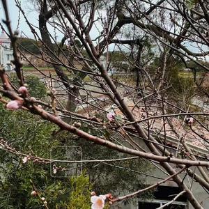 闻官军收河南河北