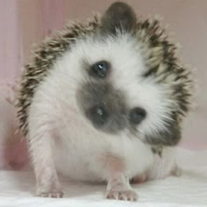 Perfect Timing (nightcore)