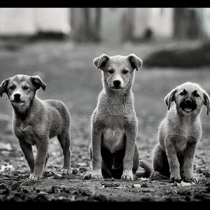 温和训练犬梦想