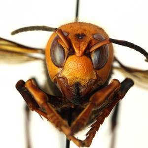 Wasp