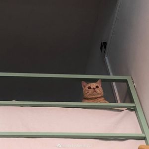杂技 Cover卫兰