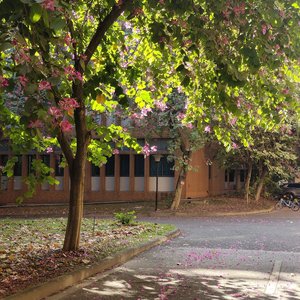 鲜花绽放的初冬