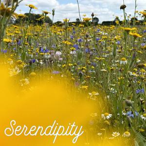 Serendipity