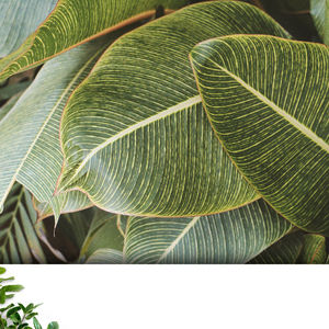 La jungle sonne pour fonctionner