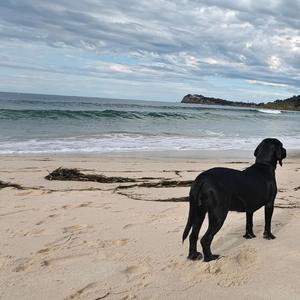 Luna on the fast run