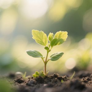 Gently Grows