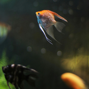 Angelfish