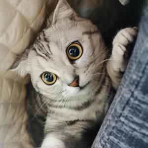 【Free】“喵喵Buff”-90BPM