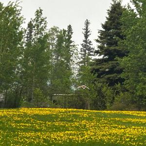 Maker Of Kings(Bursting At The Seams Alternative Cut)