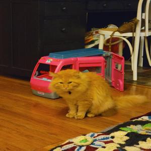 Raise Your Head 2 (Country Version)