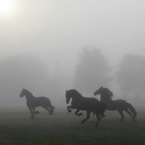 【free】Always suppress