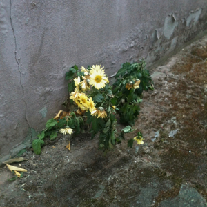 그래도너를사랑하지않았을까