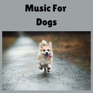 Pet Music