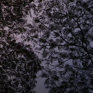 红豆（Cover：王菲）.wav