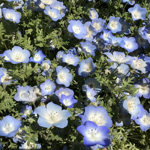 宵待草の想い出