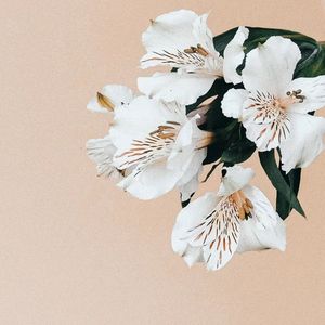 dawn blossoms
