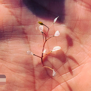 Artemisia (Migration and Ecesis)