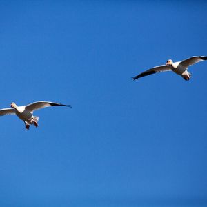 北雁南飞(prodbyLisure)