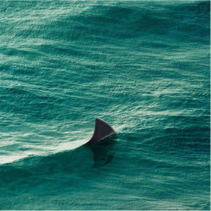 最后鲨鱼回到了海底