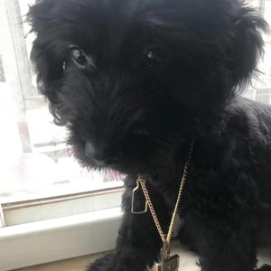 NIGHT Prod 哑巴爱枪