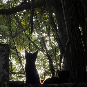 Swathanthryathilekku Ini Ethra Naal (Malayalam Poem)