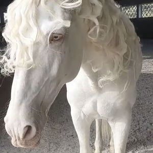 [Drill]SASIOVERLXRD X Jerk Drill Type beat - 劲酒