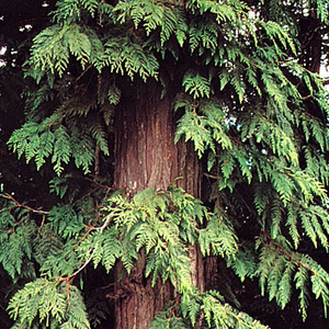 Cedar