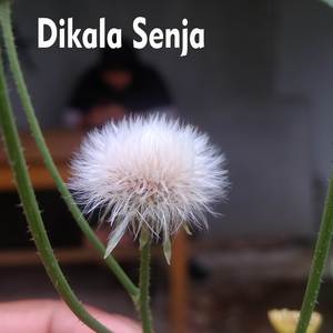 Dikala Senja
