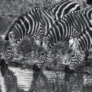 Paleno Firi