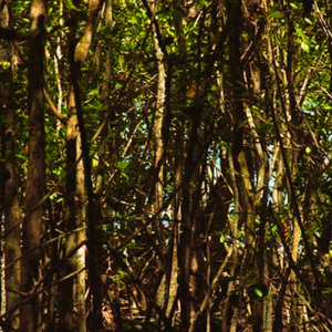 Atestado de Sanidade