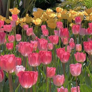 当你孤单你会想起谁 女声吉他弹唱