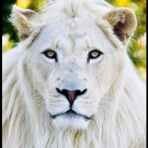 White Lion