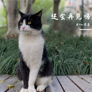 还会再见吗