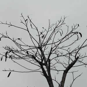 形容(吉他版cover)