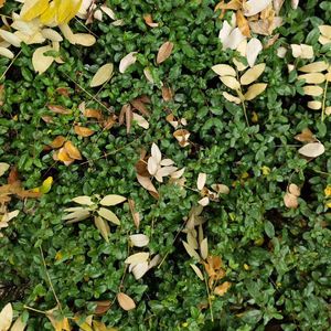 我只在乎你(Cover)