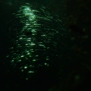 From Heaven, from Nowhere